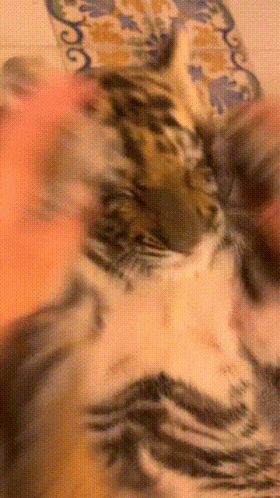 A Close Up Of A Cat 'S Face With A Floral Pattern GIF