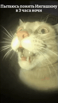 A Close Up Of A Cat 'S Face With A Foreign Language Caption GIF