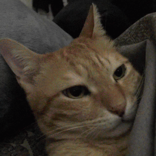 A Close Up Of A Cat 'S Face With A Gray Background GIF