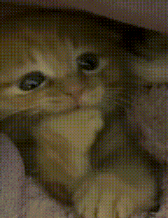 A Close Up Of A Cat 'S Face With A Grid Pattern GIF