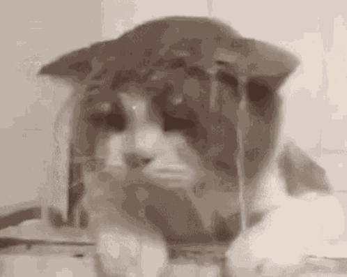 A Close Up Of A Cat 'S Face With A Hat On . GIF