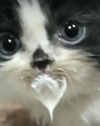 A Close Up Of A Cat 'S Face With A Piece Of Plastic In Its Mouth . GIF