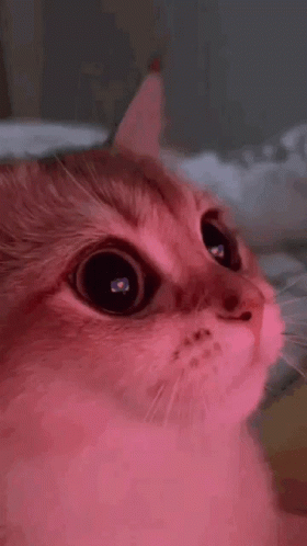 A Close Up Of A Cat 'S Face With A Pink Light Shining On Its Eyes . GIF