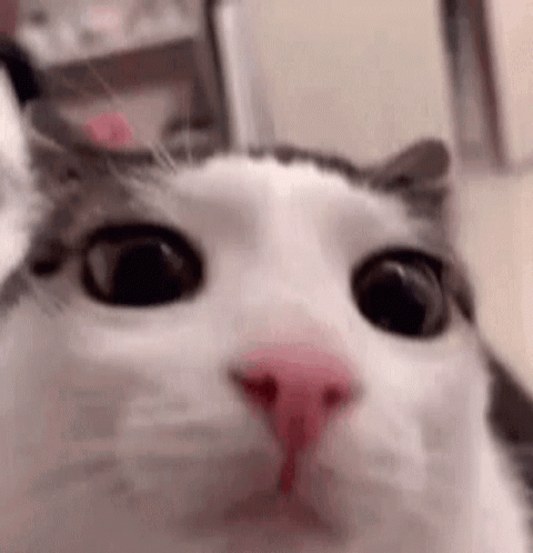 A Close Up Of A Cat 'S Face With A Pink Nose And Big Eyes . GIF