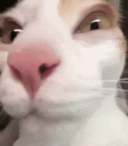 A Close Up Of A Cat 'S Face With A Pink Nose And Yellow Eyes . GIF
