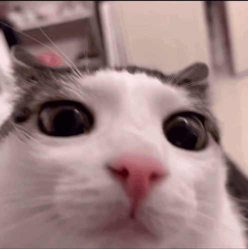 A Close Up Of A Cat 'S Face With A Pink Nose . GIF