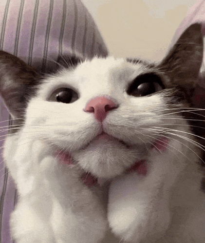 A Close Up Of A Cat 'S Face With A Pink Nose GIF