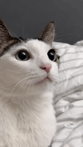 A Close Up Of A Cat 'S Face With A Pink Nose GIF