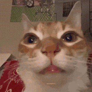A Close Up Of A Cat 'S Face With A Pink Tongue Sticking Out GIF