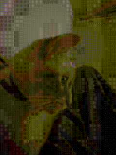 A Close Up Of A Cat 'S Face With A Polka Dot Pattern GIF