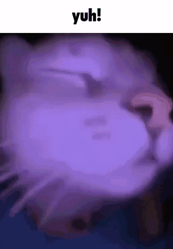 A Close Up Of A Cat 'S Face With A Purple Background And The Words Yuh Written Above It . GIF