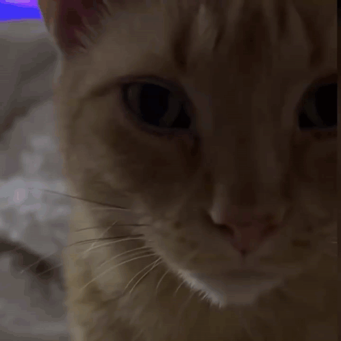 A Close Up Of A Cat 'S Face With A Purple Light In The Background GIF