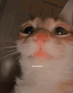 A Close Up Of A Cat 'S Face With A Red Nose . GIF