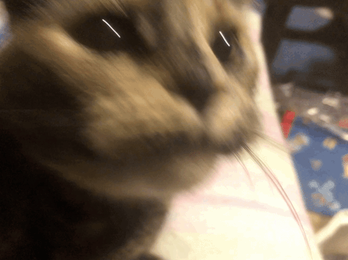 A Close Up Of A Cat 'S Face With A Red String In Its Mouth GIF