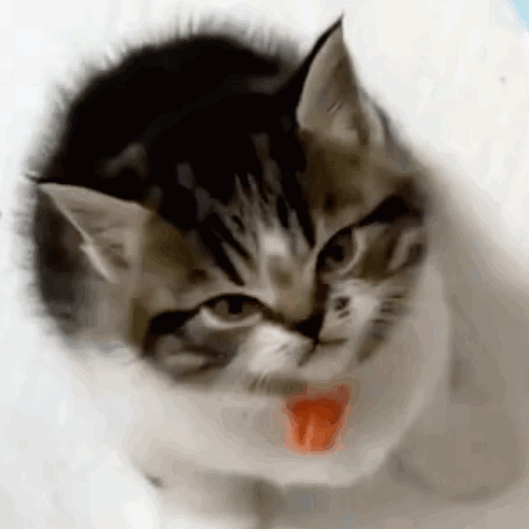 A Close Up Of A Cat 'S Face With A Red Tongue Sticking Out GIF