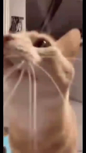 A Close Up Of A Cat 'S Face With A Rope Hanging From Its Nose . GIF