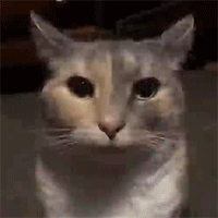A Close Up Of A Cat 'S Face With A Sad Look On Its Face . GIF