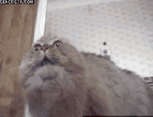 A Close Up Of A Cat 'S Face With A Search Gif.com Watermark GIF