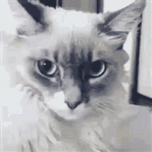 A Close Up Of A Cat 'S Face With A Serious Look On Its Face . GIF