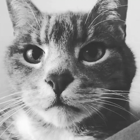 A Close Up Of A Cat 'S Face With A Serious Look On Its Face GIF