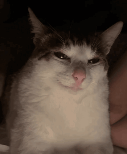 A Close Up Of A Cat 'S Face With A Serious Look On Its Face GIF