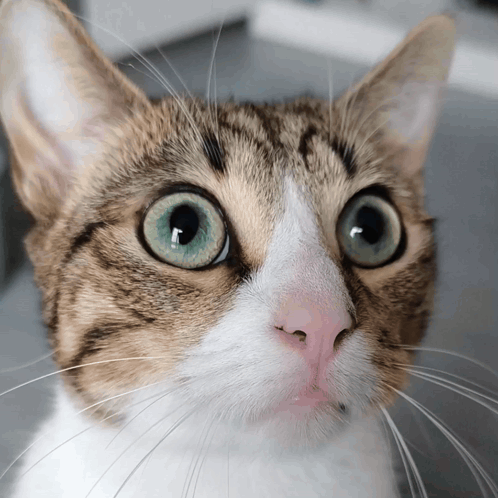 A Close Up Of A Cat 'S Face With A Surprised Look On His Face GIF