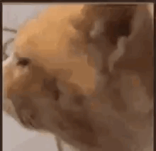 a close up of a cat 's face with a surprised look on it 's face .