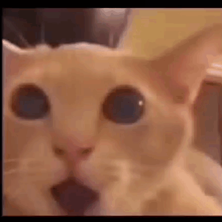 A Close Up Of A Cat 'S Face With A Surprised Look On It 'S Face . GIF