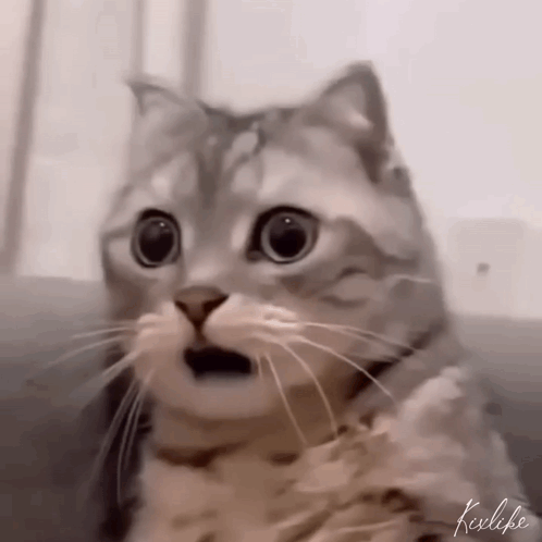 A Close Up Of A Cat 'S Face With A Surprised Look On Its Face . GIF