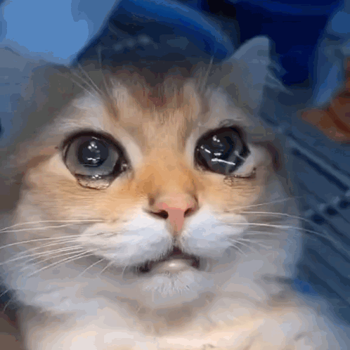 A Close Up Of A Cat 'S Face With A Tear Coming Out Of Its Eye . GIF