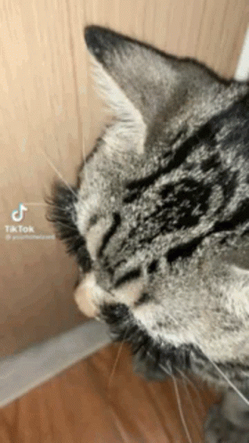 A Close Up Of A Cat 'S Face With A Tik Tok Watermark GIF