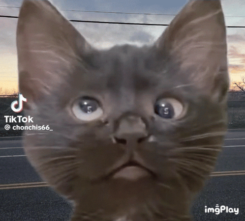 A Close Up Of A Cat 'S Face With A Tik Tok Watermark GIF
