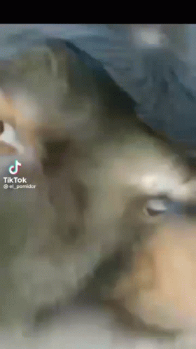A Close Up Of A Cat 'S Face With A Tiktok Logo On The Bottom GIF