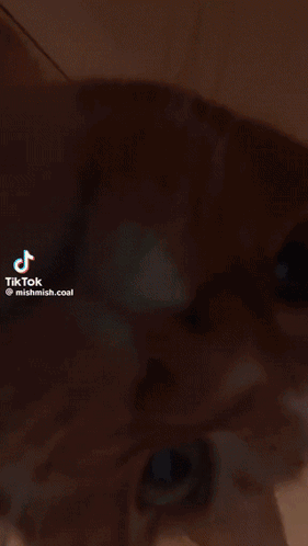 A Close Up Of A Cat 'S Face With A Tiktok Watermark GIF