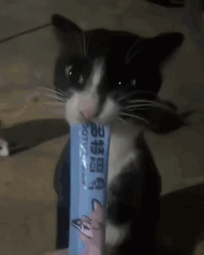 A Close Up Of A Cat 'S Face With A Toothbrush In The Background GIF