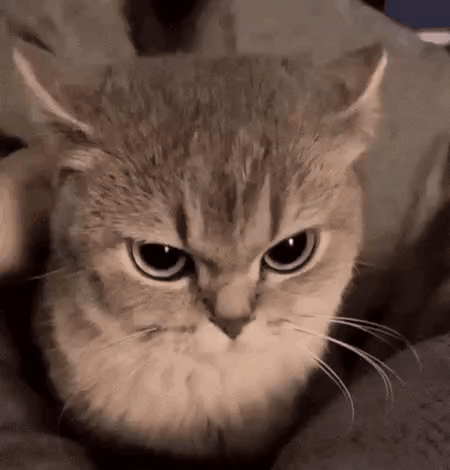 A Close Up Of A Cat 'S Face With A Very Angry Look On Its Face . GIF
