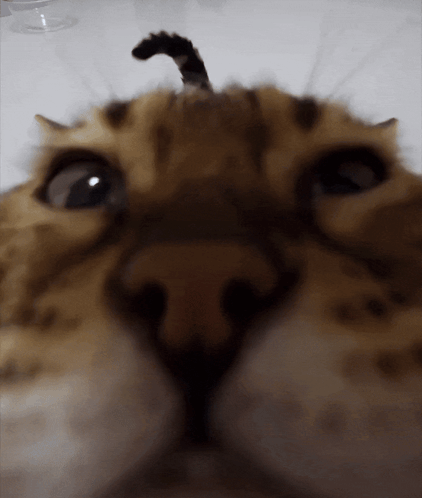 A Close Up Of A Cat 'S Face With A Very Long Tail GIF