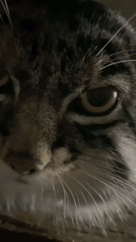 A Close Up Of A Cat 'S Face With A White Whisker GIF