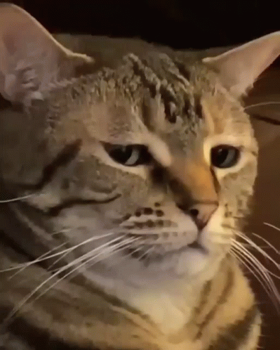 A Close Up Of A Cat 'S Face With A White Whisker GIF