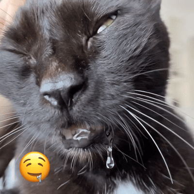 A Close Up Of A Cat 'S Face With A Yellow Smiley Face On It GIF