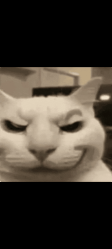 A Close Up Of A Cat 'S Face With An Angry Look On Its Face . GIF