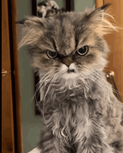 A Close Up Of A Cat 'S Face With An Angry Look On Its Face GIF