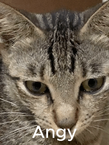 Close Up Of Angry Cat Face GIF