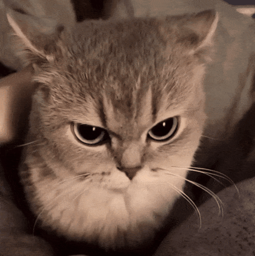 A Close Up Of A Cat 'S Face With Big Eyes GIF