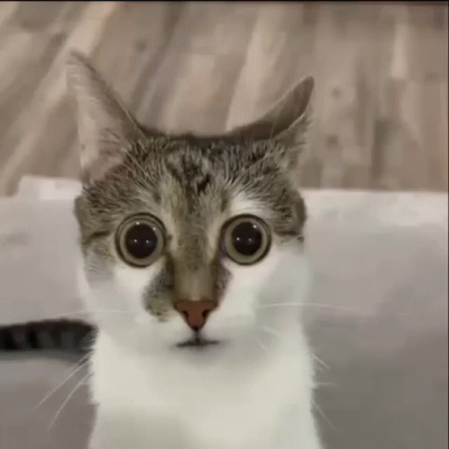 A Close Up Of A Cat 'S Face With Big Eyes . GIF