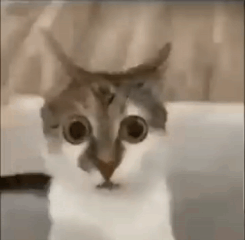 A Close Up Of A Cat 'S Face With Big Eyes . GIF