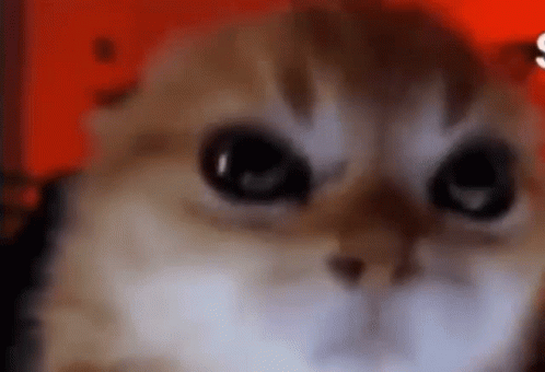 A Close Up Of A Cat 'S Face With Big Eyes Looking At The Camera On A Red Background . GIF