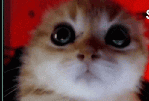 Close-Up Of Cat Face With Big Eyes Looking At Camera GIF