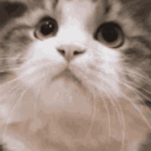 Close Up Of Cat Face With Big Eyes GIF