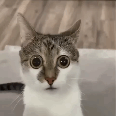 A Close Up Of A Cat 'S Face With Big Eyes . GIF